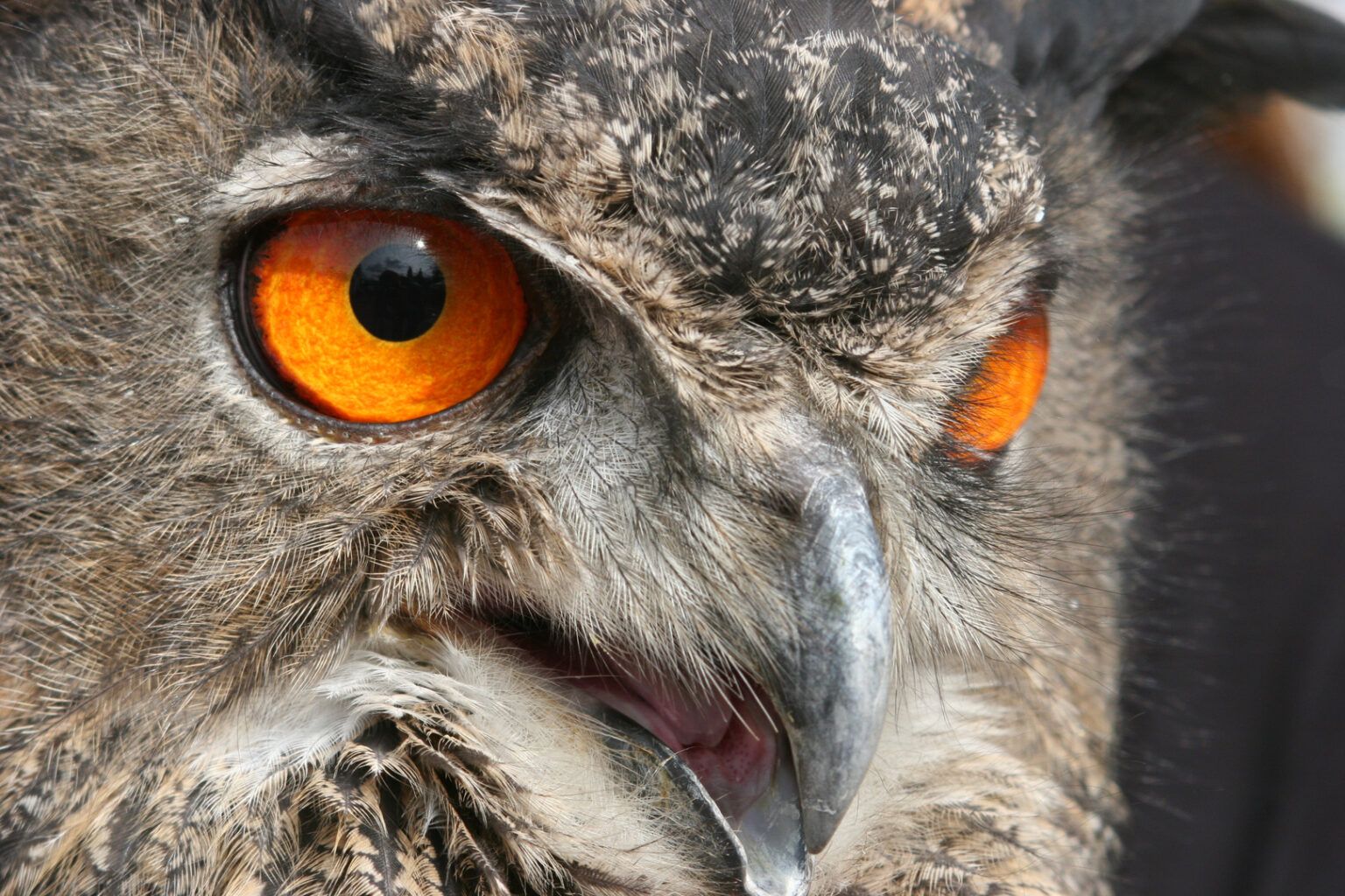Uhu